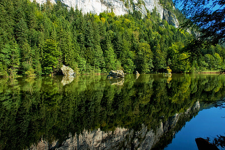 trees reflected on water thumbnail