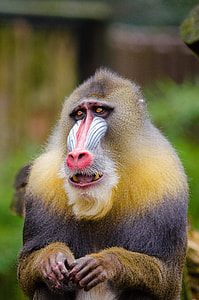 selective focus photography of black and brown primate thumbnail