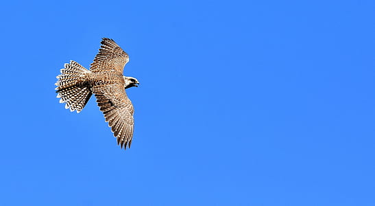 photo of flight of brown and white eagle thumbnail