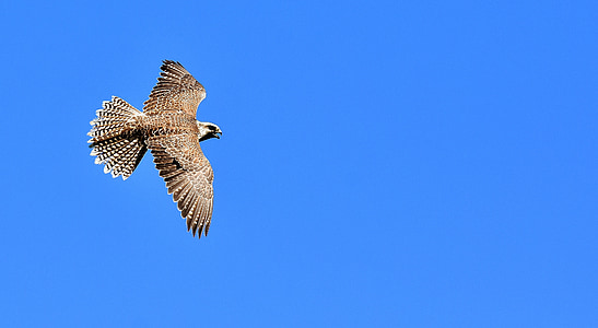 brown hawk flying during daytime thumbnail