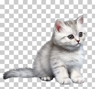 82 Malayan Cat Png Cliparts For Free Download Uihere