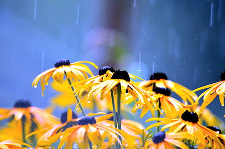 close up photography of yellow blackeyed Susan flowers thumbnail
