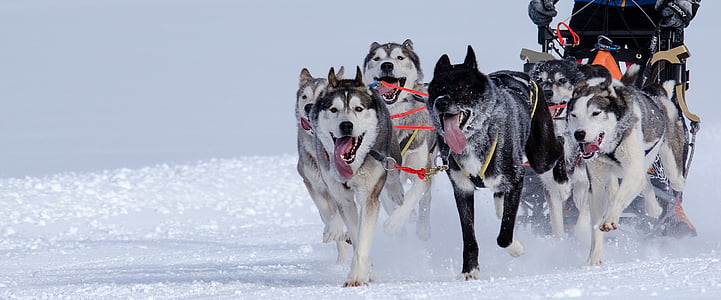 selective focus photography of wolves running thumbnail