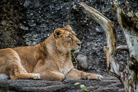 lioness sitting on gray rock thumbnail