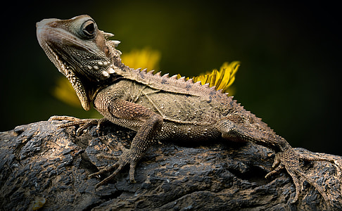 green and brown Iguana on tree trunk thumbnail