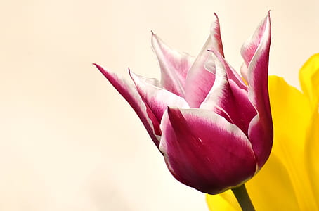 close-up photo of pink and white petaled flowers thumbnail