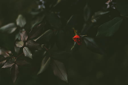 macro shot photography of red rose thumbnail