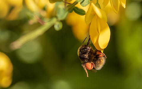 bee on yellow flower close-up photography thumbnail