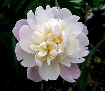 selective focus photography of white clustered petaled flower thumbnail