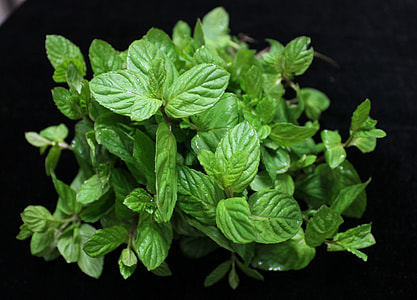 green leaf plant in close up photo thumbnail