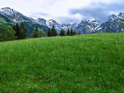 green grasses near pine trees and mountains thumbnail