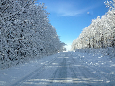 trees covered by snow thumbnail