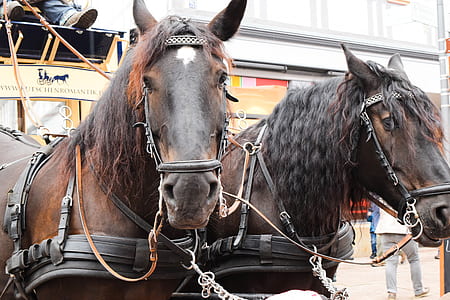 two brown horses with harness thumbnail