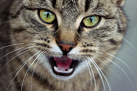 closeup photography of brown tabby cat thumbnail