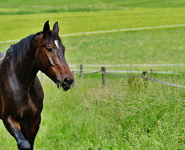 brown horse standing on green grass at daytime thumbnail