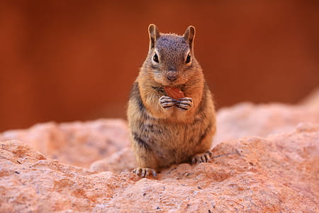 focus photo squirrel thumbnail