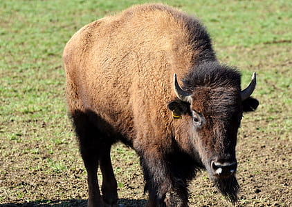 brown bison thumbnail