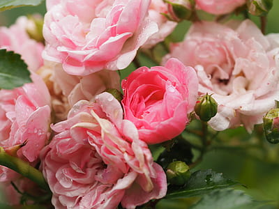 pink rose in bloom thumbnail
