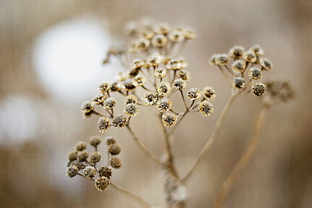 Brown and Black Flower Close Up Photo thumbnail