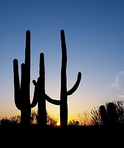 silhouette of cactus thumbnail