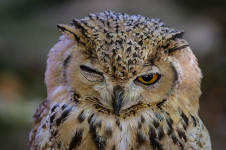 close up photography of brown and black owl thumbnail