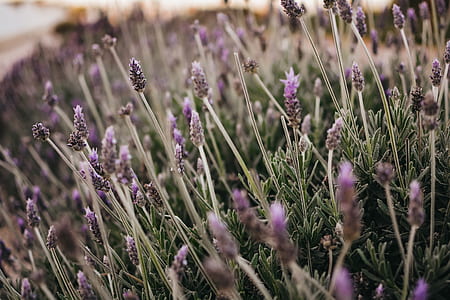 purple flowers during daytime thumbnail