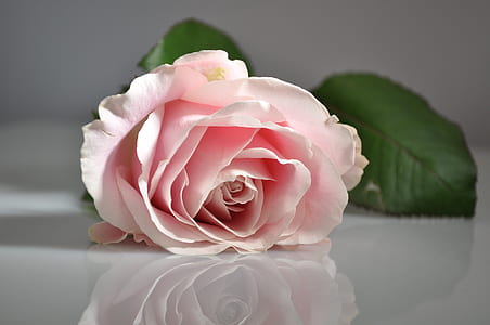 selective focus photography of pink rose in bloom thumbnail