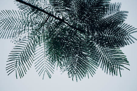 green leafed tree during daytime thumbnail