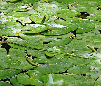 green lilies floating on water thumbnail