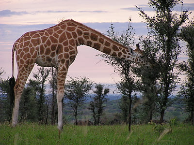 giraffe eating tree during daytime thumbnail