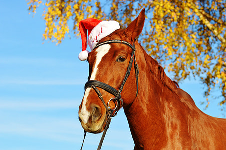brown and white horse thumbnail