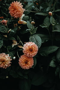 pink flowers with leaves thumbnail