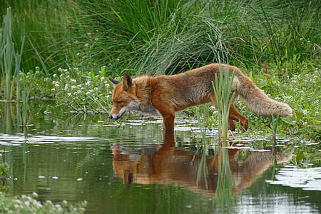 fox hunting for fish on water thumbnail