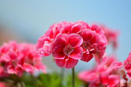 pink flower thumbnail