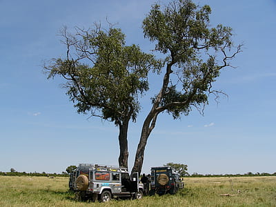 two gray and blue SUV parked on grass near tree during daytime thumbnail