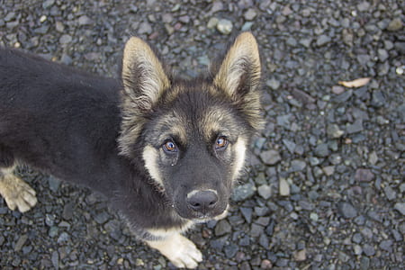 black and tan German shepherd puppy standing on gravel thumbnail
