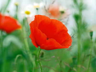 selective-focus photography of orange poppy flower at bloom thumbnail