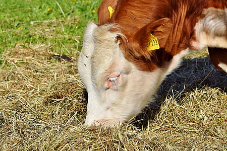 close-up photography of white and brown cattle thumbnail