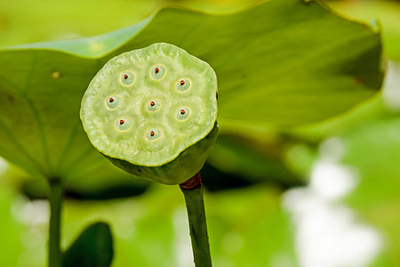 green plant thumbnail
