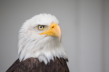 white and brown American eagle thumbnail