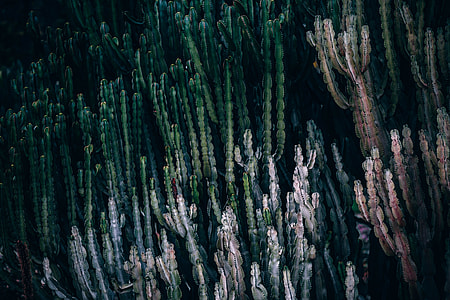 Tropical, Cacti, cactus, desert thumbnail