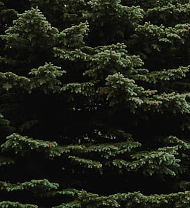 green tree thumbnail