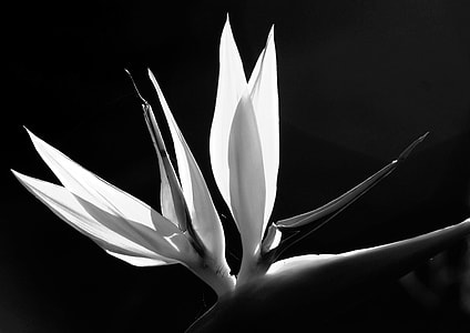 grayscale photo of flower thumbnail
