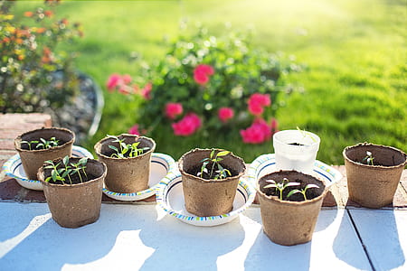 six brown plant pots with green leaf plants thumbnail