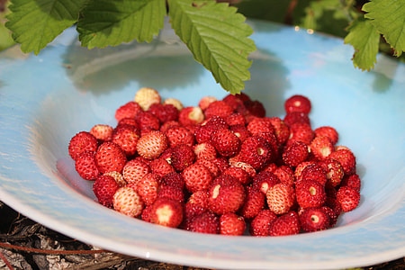 Wood Strawberry, Strawberries thumbnail