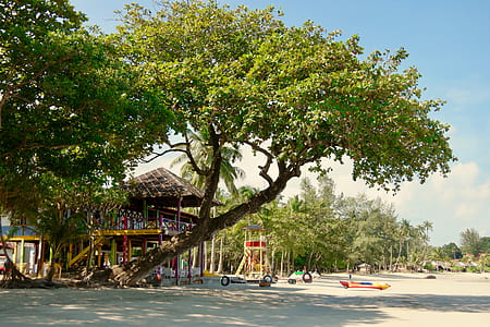 green tree thumbnail
