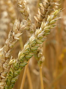close-up selective focus photography of beige plant thumbnail