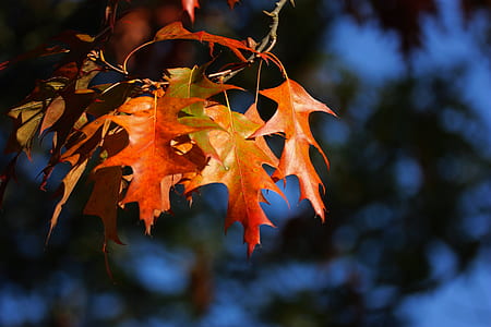 sun ray on red leaves thumbnail