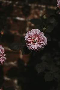 selective focus photography of pink petaled flower thumbnail
