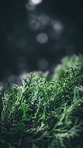 macro shot of plants thumbnail